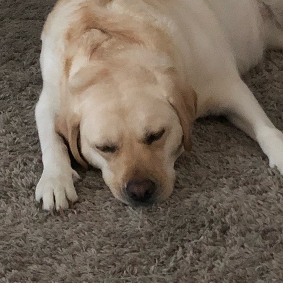 Meet your Posher, Grant - Picture 1 of 1